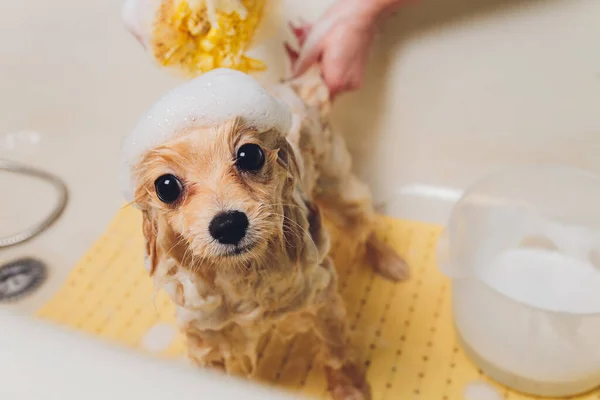 raza chica baño